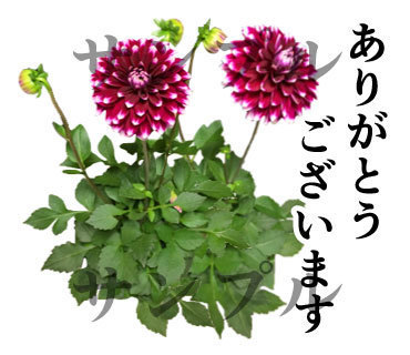 お花の敬語スタンプが承認されたのでリリース Yukimaruのline ライン スタンプ作成日記