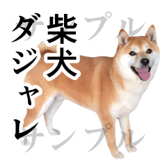 柴犬の写真スタンプ ダジャレ をリリース Yukimaruのline ライン スタンプ作成日記