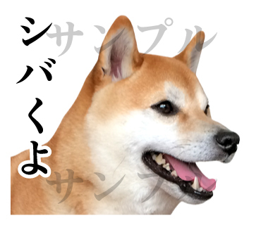 柴犬の写真スタンプ ダジャレ をリリース Yukimaruのline ライン スタンプ作成日記