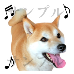 柴犬の写真スタンプの第2弾をリリース Yukimaruのline ライン スタンプ作成日記